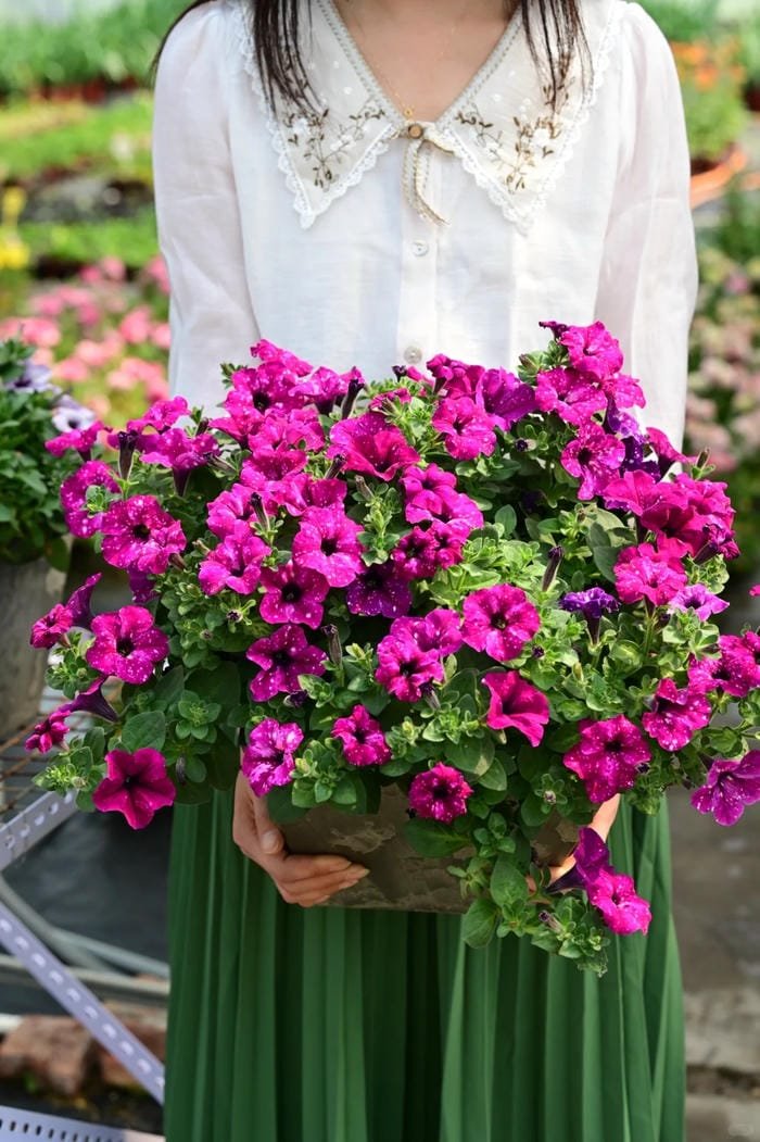 hình ảnh hoa dạ yến thảo 16
