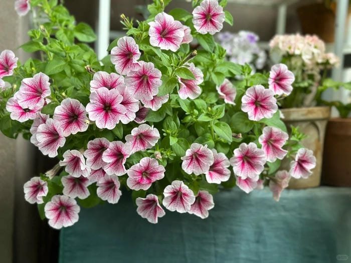 hình ảnh hoa dạ yến thảo 21