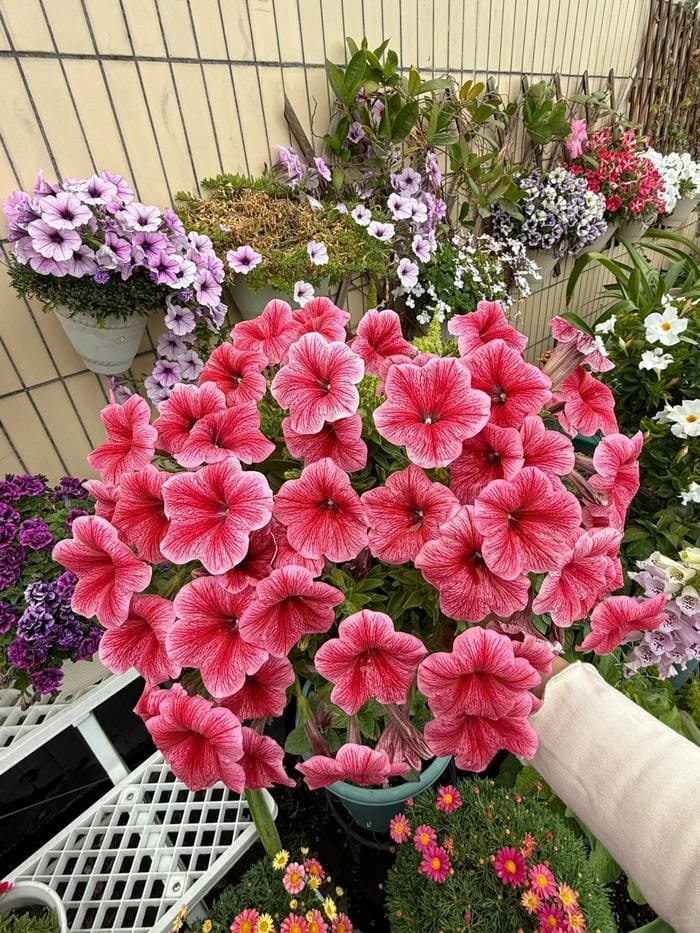 hình ảnh hoa dạ yến thảo 26