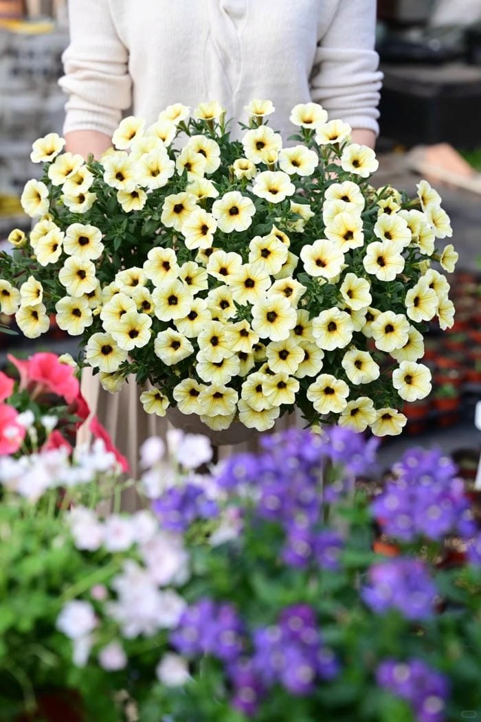 hình ảnh hoa dạ yến thảo 5