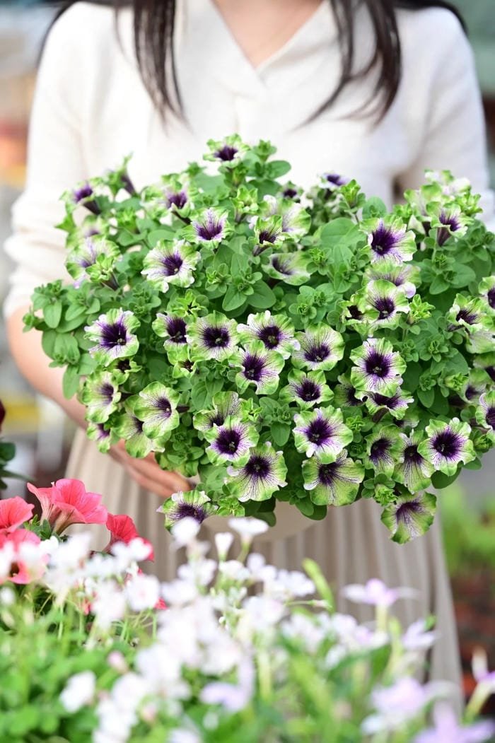 hình ảnh hoa dạ yến thảo 6