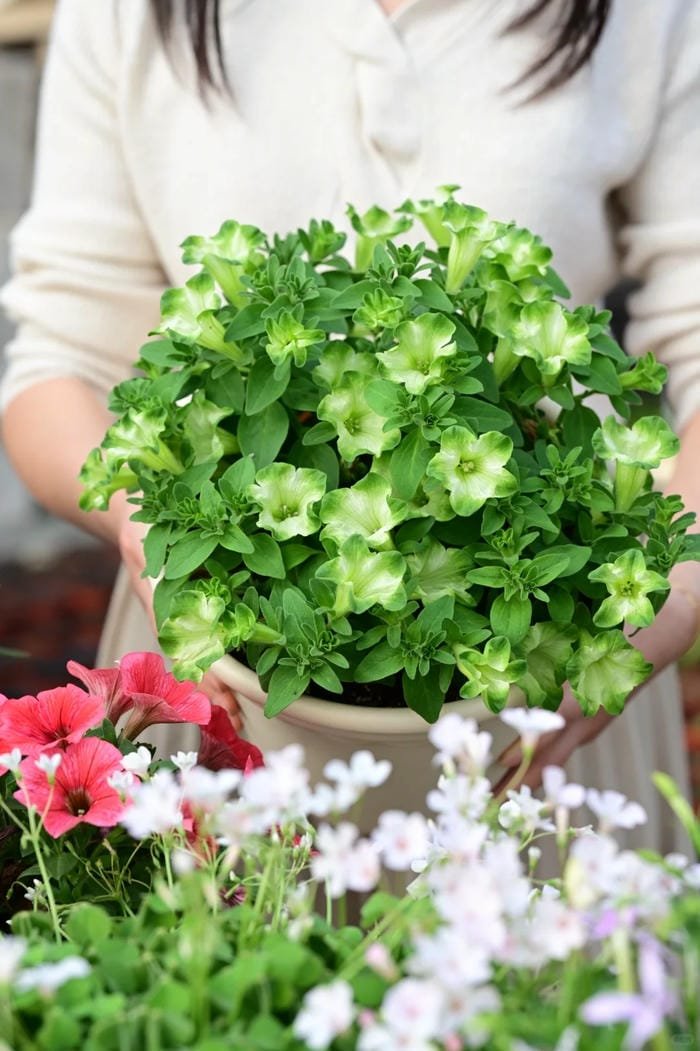 hình ảnh hoa dạ yến thảo 7