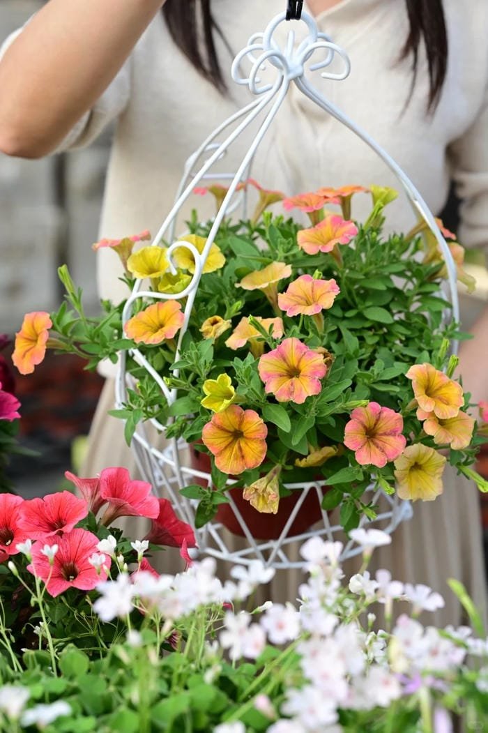 hình ảnh hoa dạ yến thảo 8