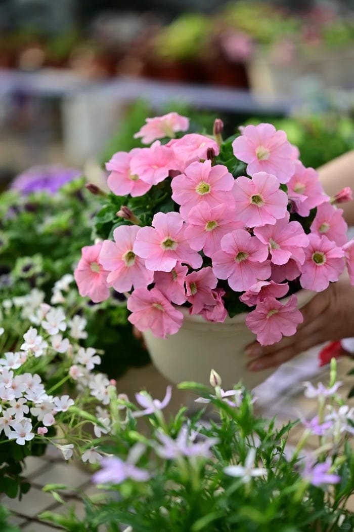 hình ảnh hoa dạ yến thảo 9