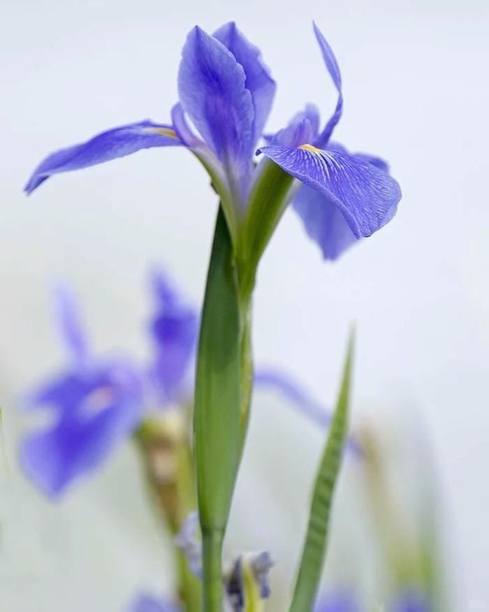 hình ảnh hoa diên vĩ 23