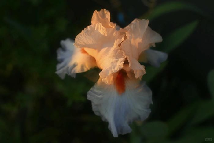 hình ảnh hoa diên vĩ 5