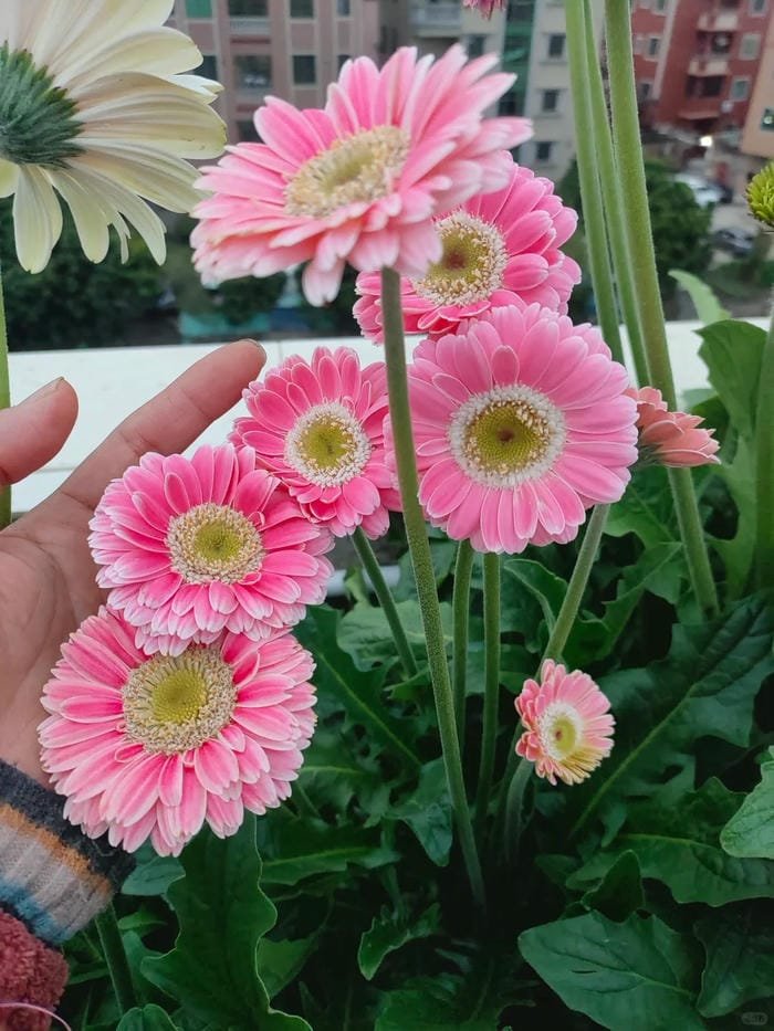 hình ảnh hoa đồng tiền 1