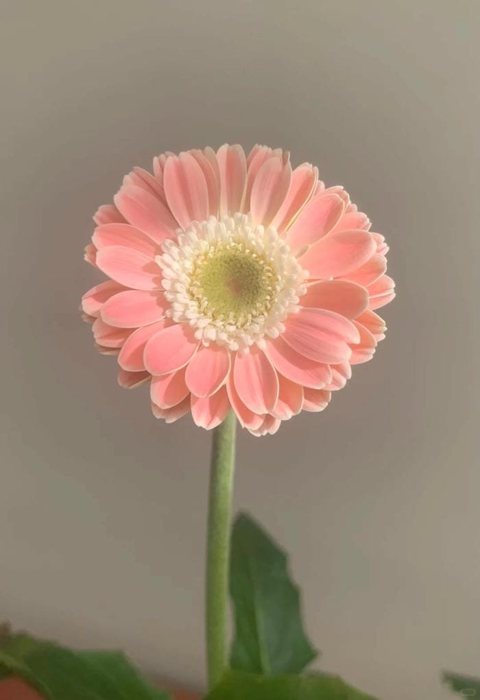 hình ảnh hoa đồng tiền 10