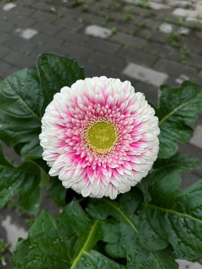 hình ảnh hoa đồng tiền 13