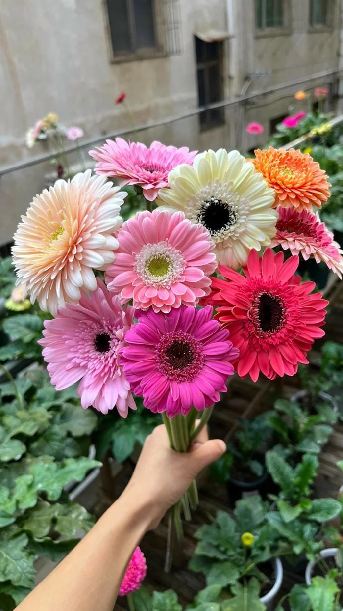 hình ảnh hoa đồng tiền 19