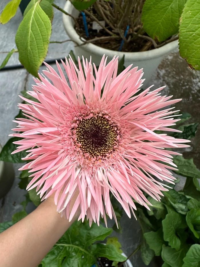 hình ảnh hoa đồng tiền 2
