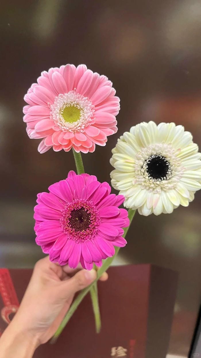 hình ảnh hoa đồng tiền 21