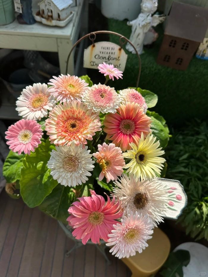 hình ảnh hoa đồng tiền 24