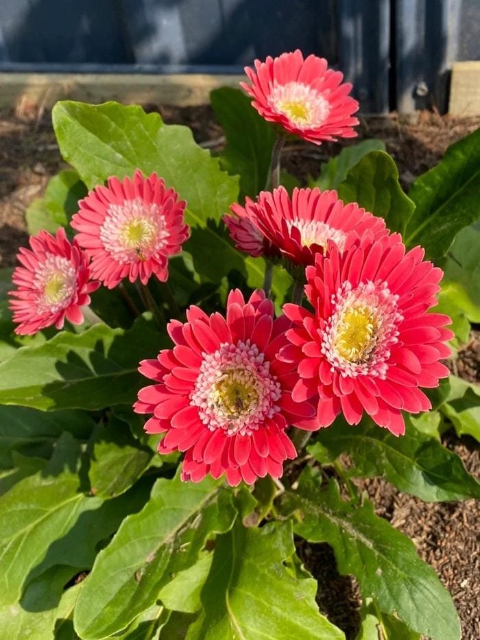 hình ảnh hoa đồng tiền 28