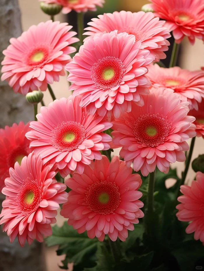hình ảnh hoa đồng tiền 3