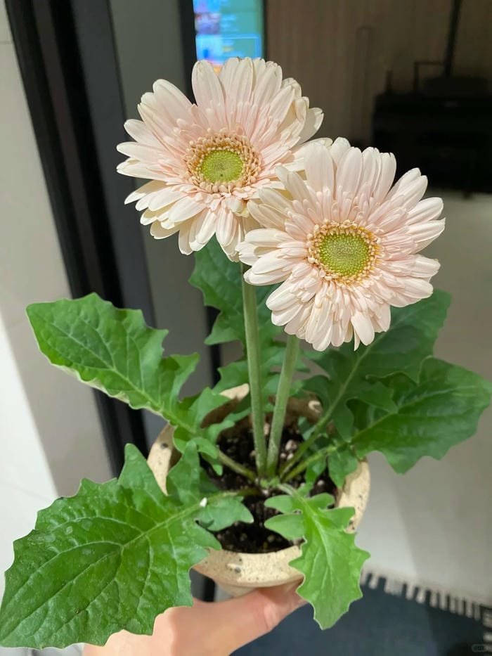 hình ảnh hoa đồng tiền 6