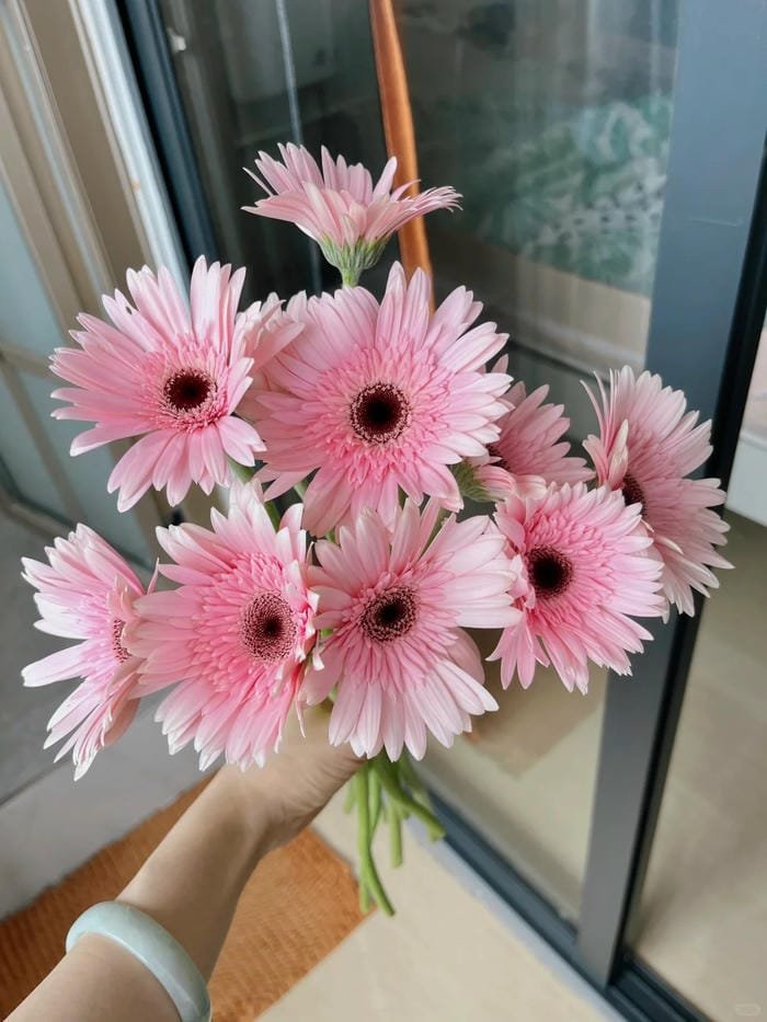 hình ảnh hoa đồng tiền 8