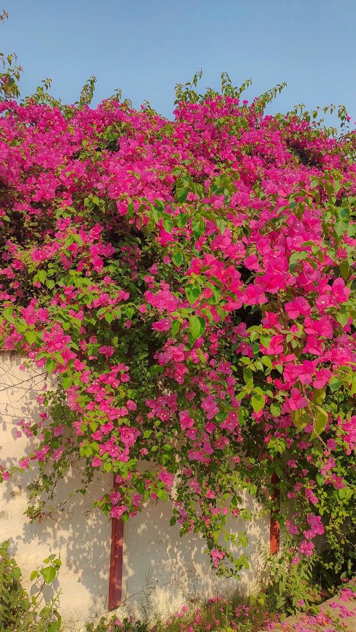 hình ảnh hoa giấy 13