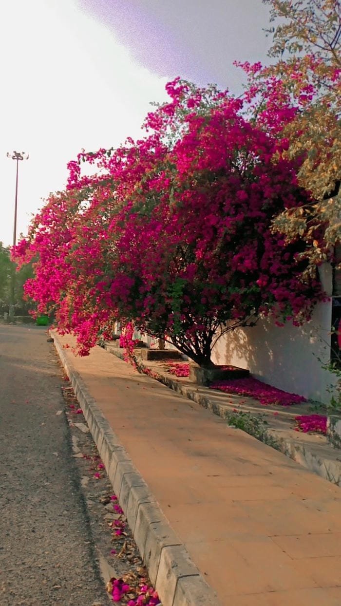 hình ảnh hoa giấy 9