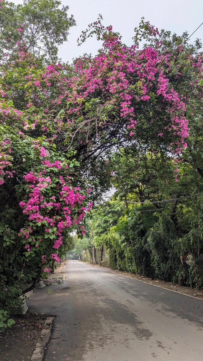 hình ảnh hoa giấy ngọc 18