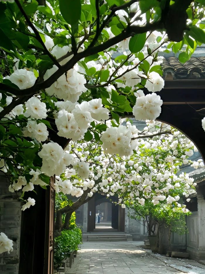hình ảnh hoa hải đường 15