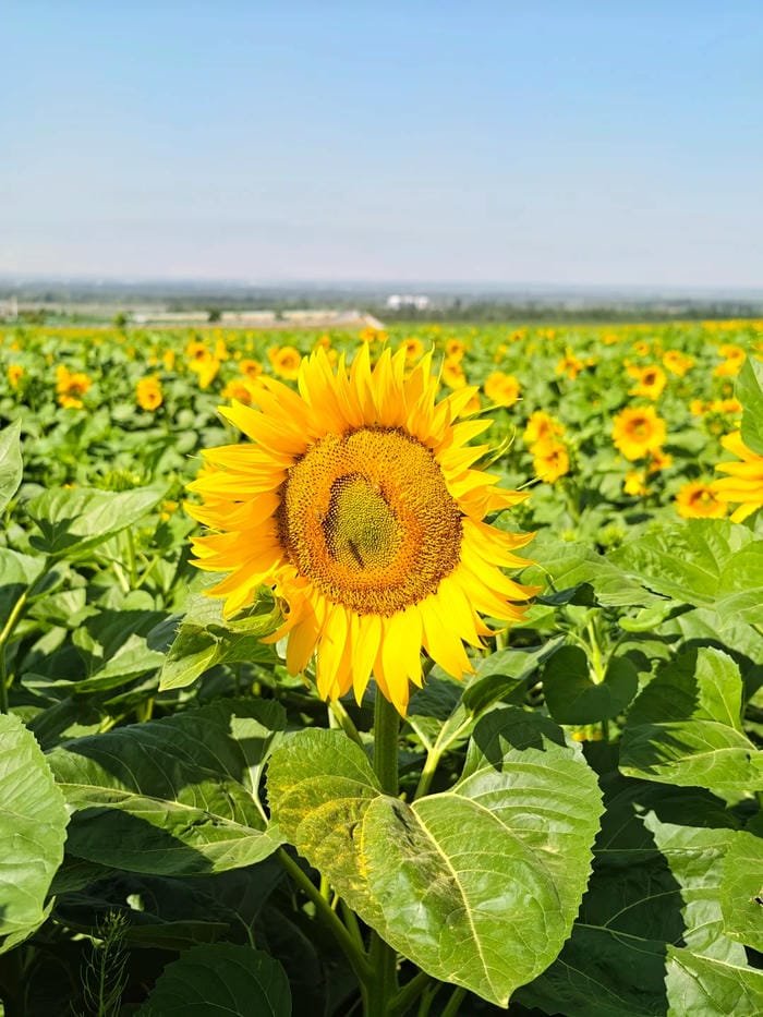 hình ảnh hoa hướng dương 19