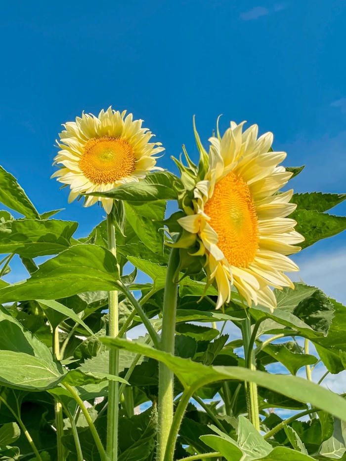 hình ảnh hoa hướng dương 7