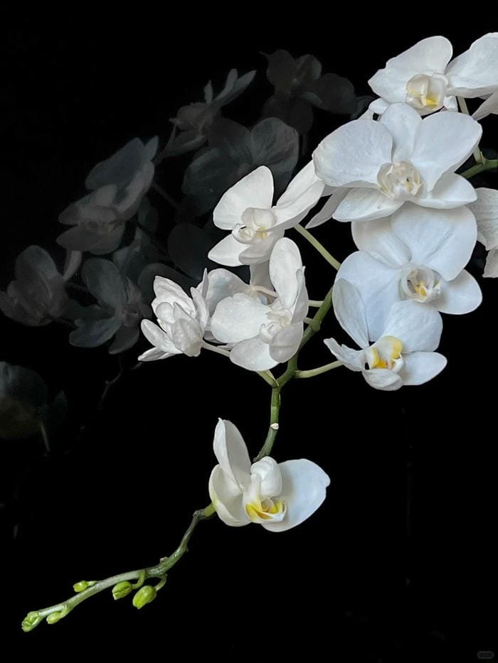 hình ảnh hoa lan 5