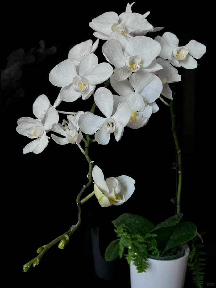 hình ảnh hoa lan 8