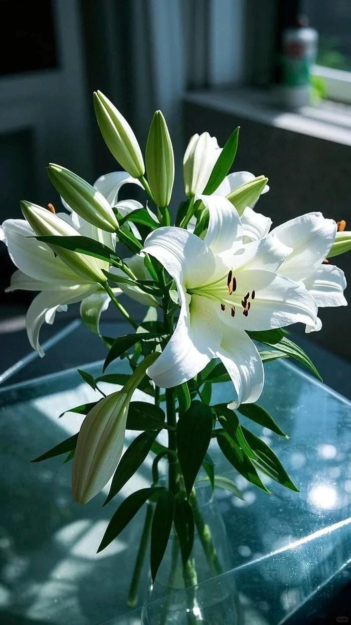 hình ảnh hoa ly 30