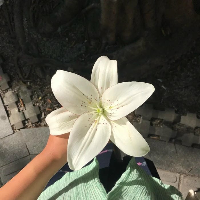 hình ảnh hoa ly 8