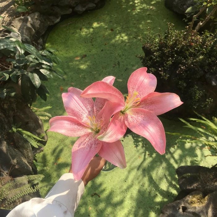 hình ảnh hoa ly 9