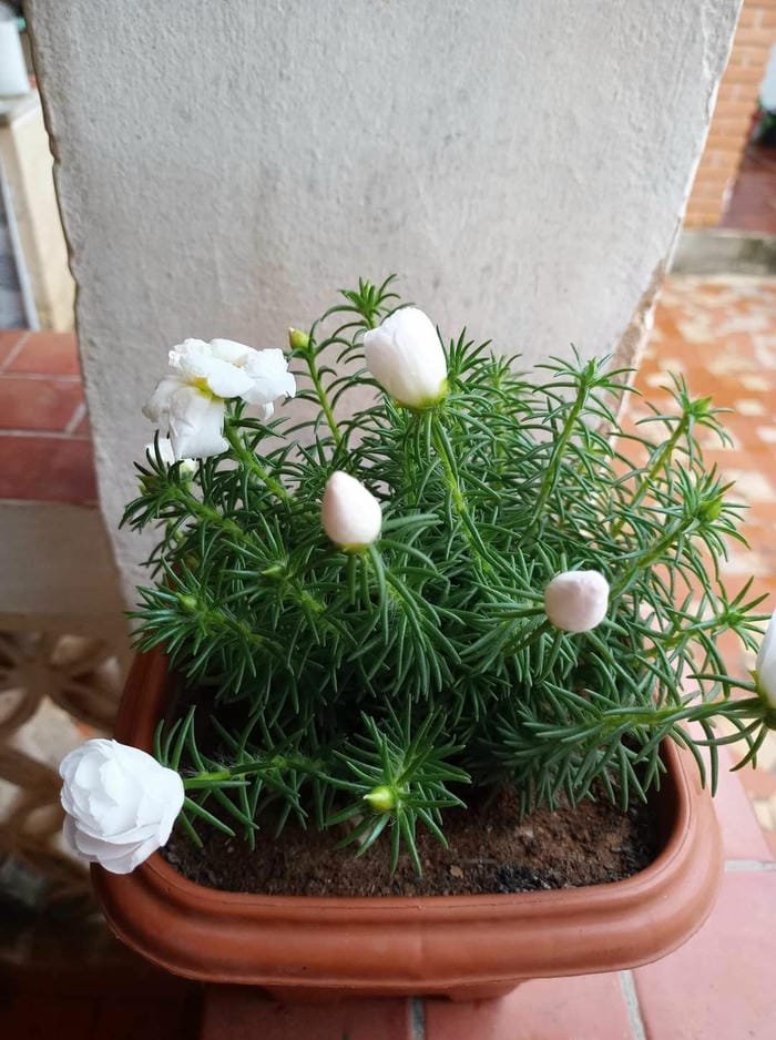 hình ảnh hoa mười giờ 10