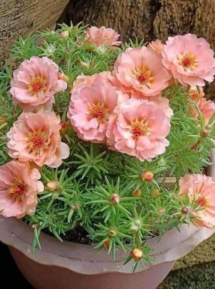 hình ảnh hoa mười giờ 11