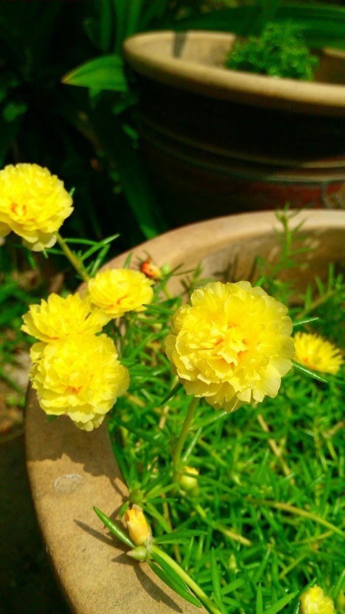hình ảnh hoa mười giờ 13