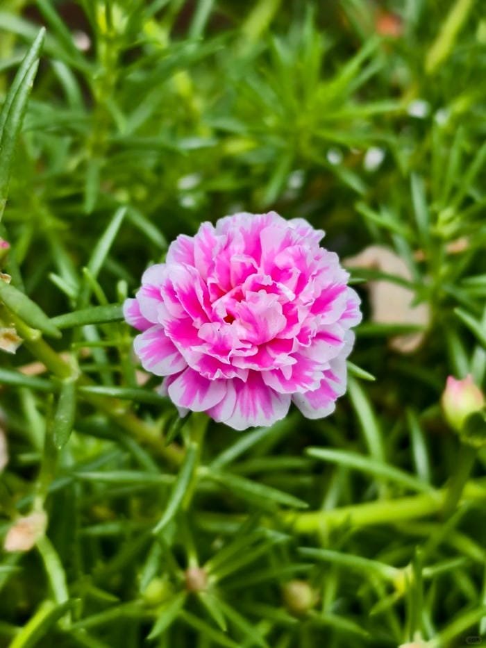 hình ảnh hoa mười giờ 18