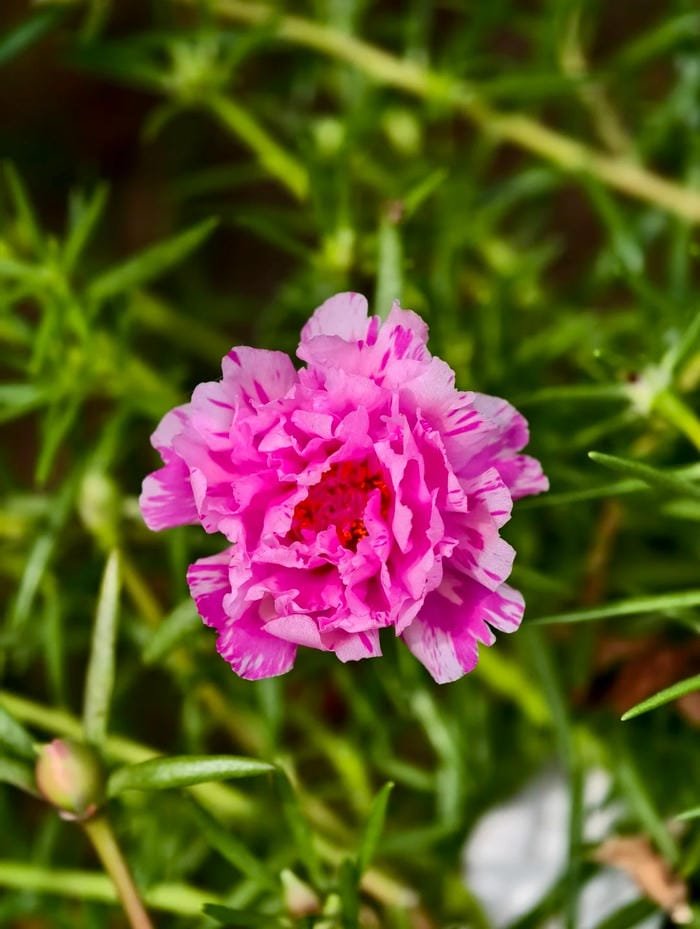 hình ảnh hoa mười giờ 28