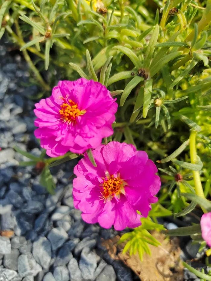 hình ảnh hoa mười giờ 29