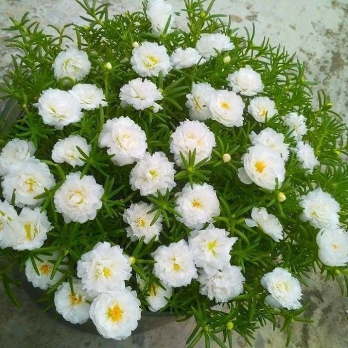 hình ảnh hoa mười giờ 3