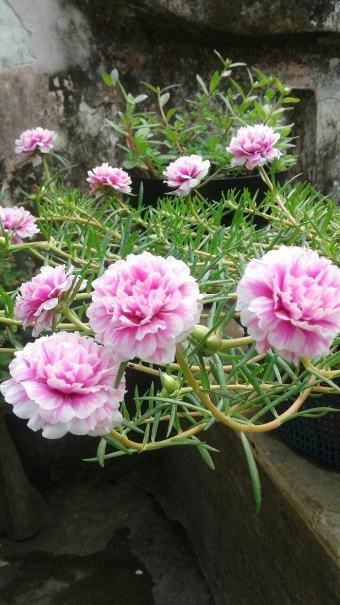 hình ảnh hoa mười giờ 4