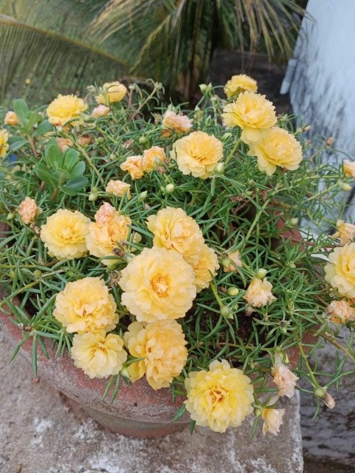 hình ảnh hoa mười giờ 5