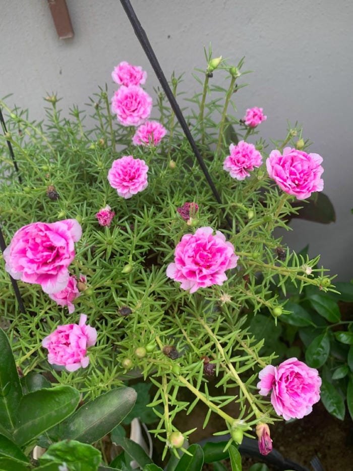 hình ảnh hoa mười giờ 6
