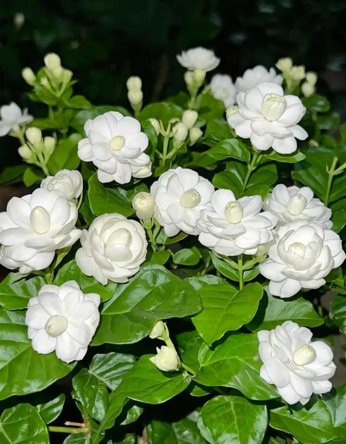 hình ảnh hoa nhài 1