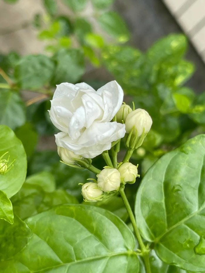 hình ảnh hoa nhài 13