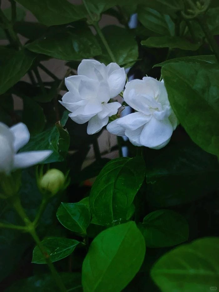 hình ảnh hoa nhài 15