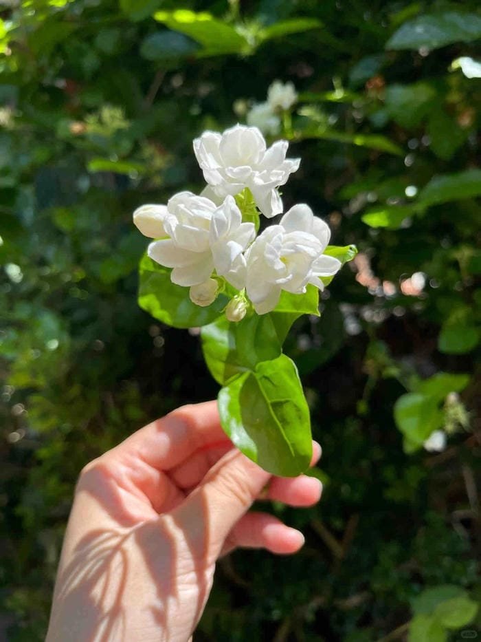 hình ảnh hoa nhài 19