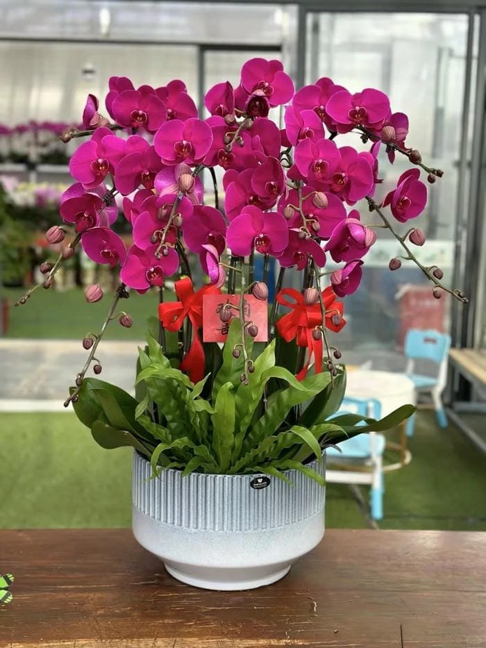 hình ảnh hoa phong lan hồ điệp 1