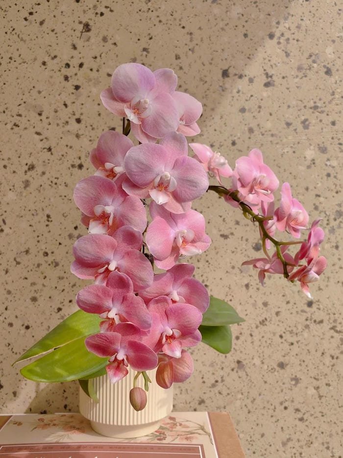 hình ảnh hoa phong lan hồ điệp 12