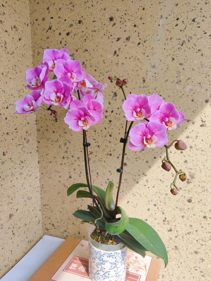 hình ảnh hoa phong lan hồ điệp 13