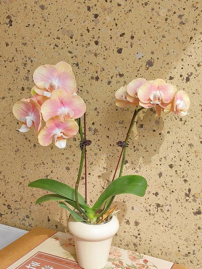 hình ảnh hoa phong lan hồ điệp 14